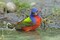 Texas, McMullen Co Painted bunting male bathing by Cathy - Gordon Illg - Item # VARPDXUS44BJA0141
